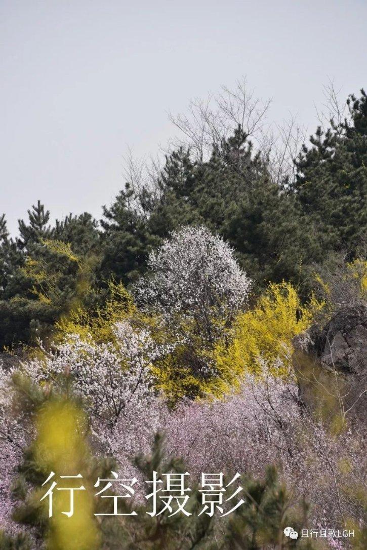柳岩酷炫黑西装造型 亲近自然享受新疆美景